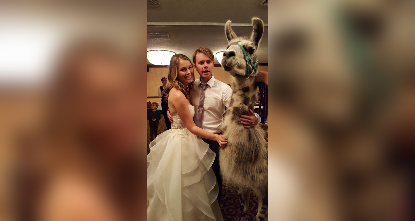 PHOTO: Couple's wedding coincided with a llama convention in Flat Rock, North Carolina.