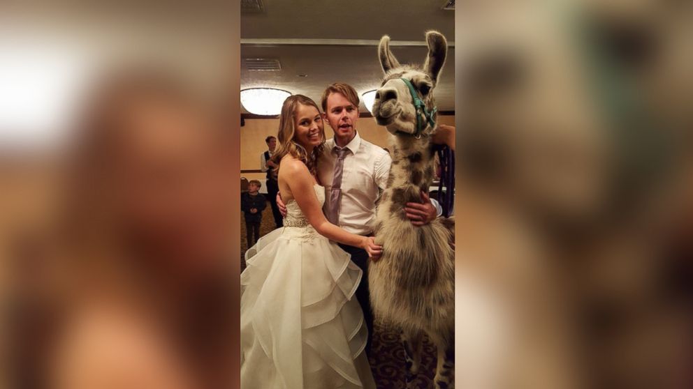 Couple's wedding coincided with a llama convention in Flat Rock, North Carolina.