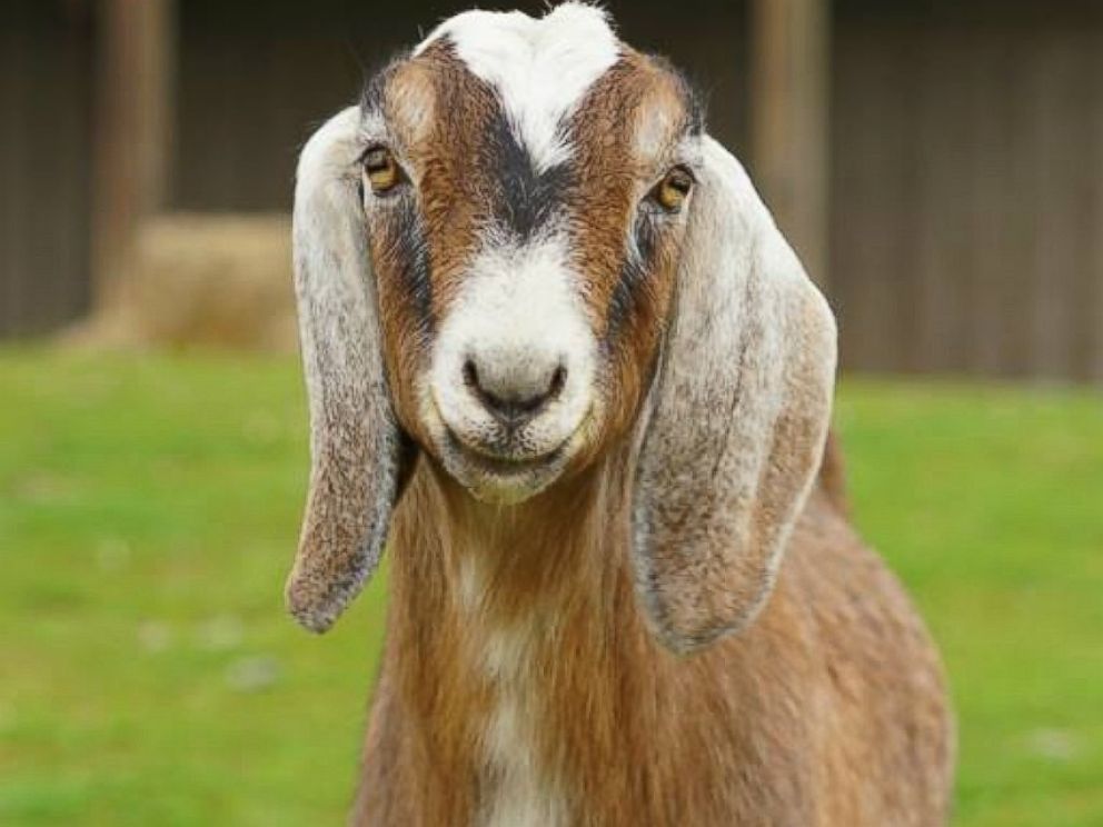 Blind Goat Forms Unbreakable Bond With Fellow Farm Animal Abc News