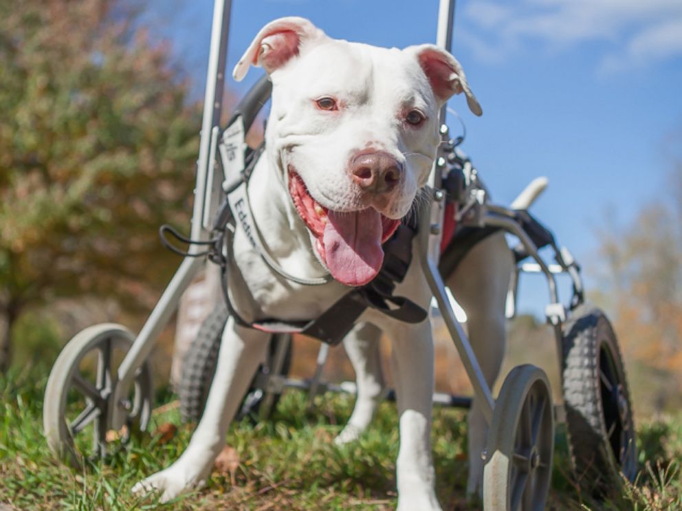 PHOTO: Mel, an 8-year-old pit bull, is now able to travel around the country thanks to his wheelchair.