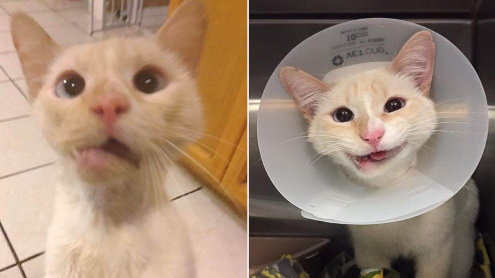 "Duchess the Miracle Kitty," pictured here," was rescued as a stray found with a broken jaw in October of 2015, according to Adobe Animal Hospital and Clinic. 