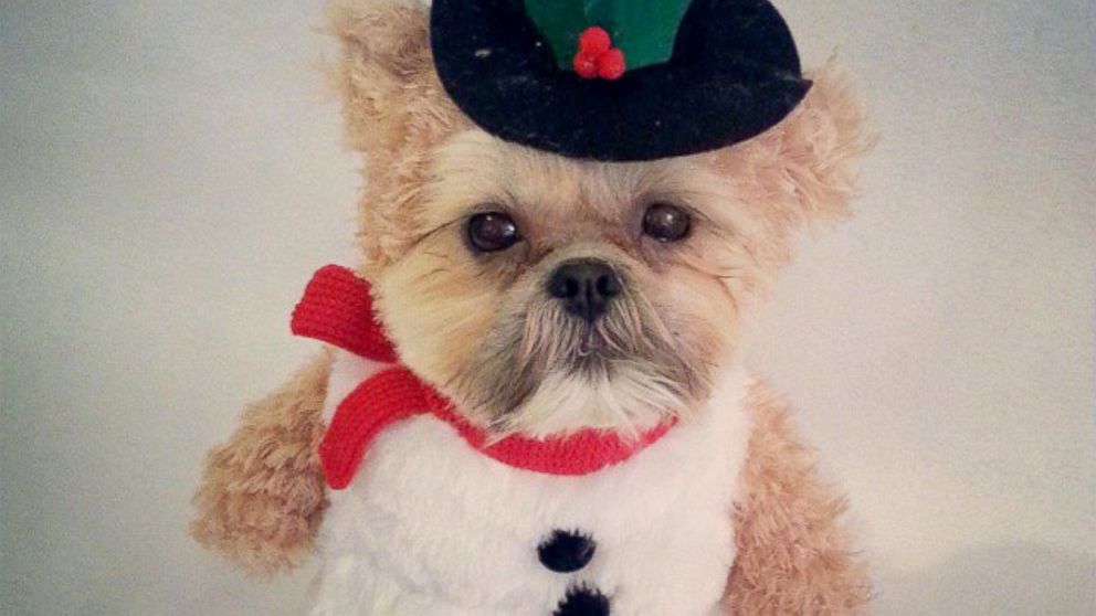 Munchkin the Shih Tzu gets into the holiday spirit with a snowman costume.