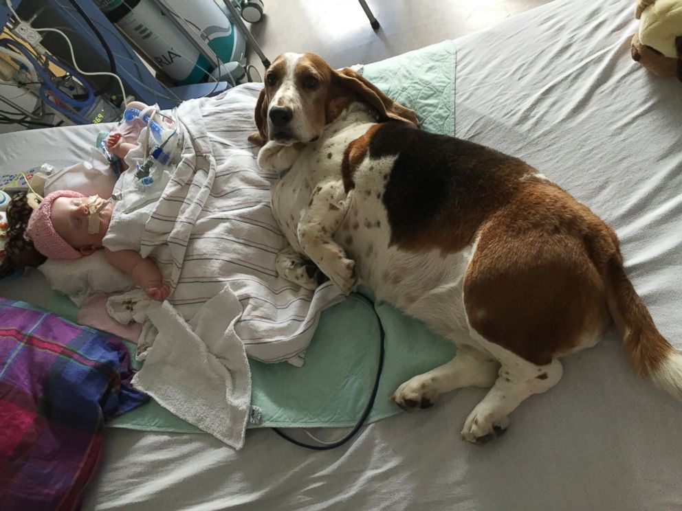 PHOTO: One of Nora's basset hounds seen here never left her side. 