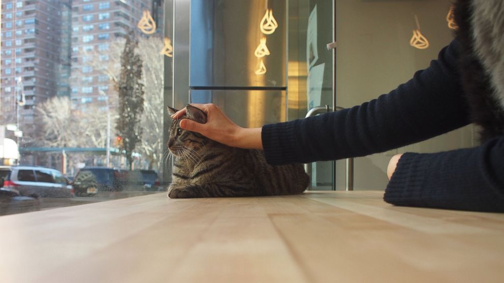 A patron of Meow Parlour, the newly opened cat cafe in SoHo, New York, pets a cat by the window, Dec. 15, 2015.