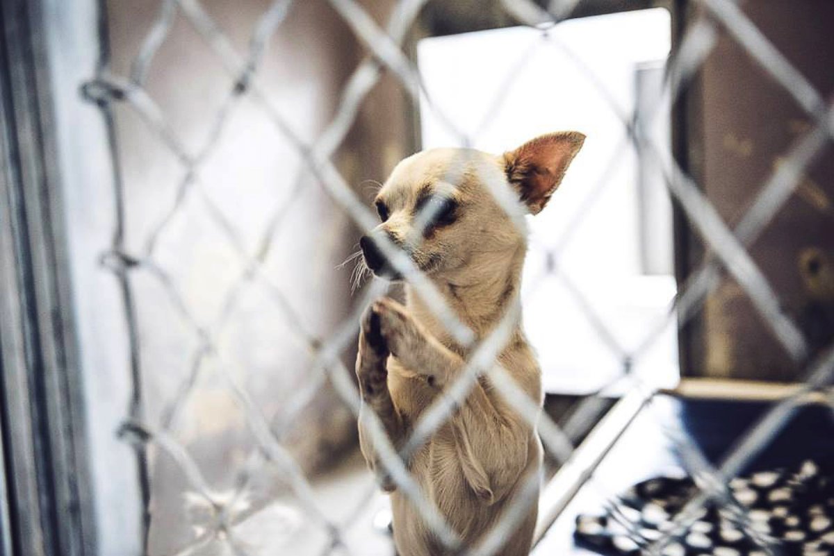 PHOTO: Oliver the chihuahua was rescued and brought to the Baldwin Park Animal Shelter in Baldwin Park, California last week.