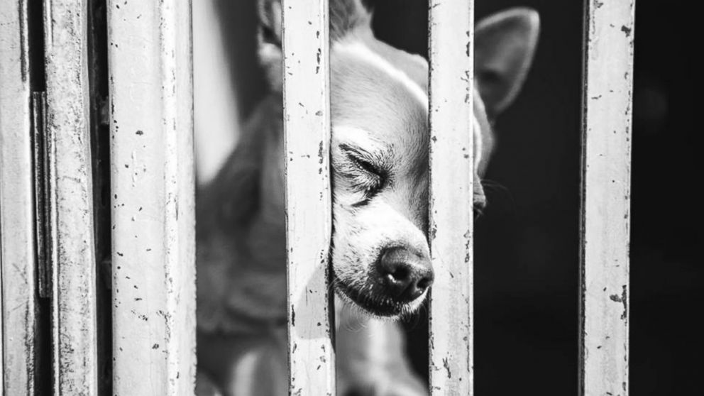 Photos Of Chihuahua 'praying To Be Loved' Inspires Adoption - Abc News