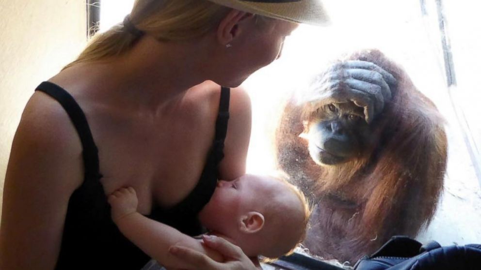 Elizabeth Hunt Burrett posted a photo on Facebook of an orangutan at the Melbourne Zoo watching her breastfeed her 14-week-old son.