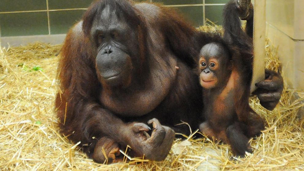 PHOTO: Kecil has found a surrogate mom in Maggie at Chicago's Brookfield Zoo.