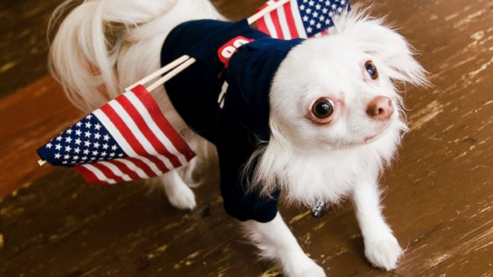 A dog is seen with little U.S. flags in its sweater, Oct. 19, 2008.