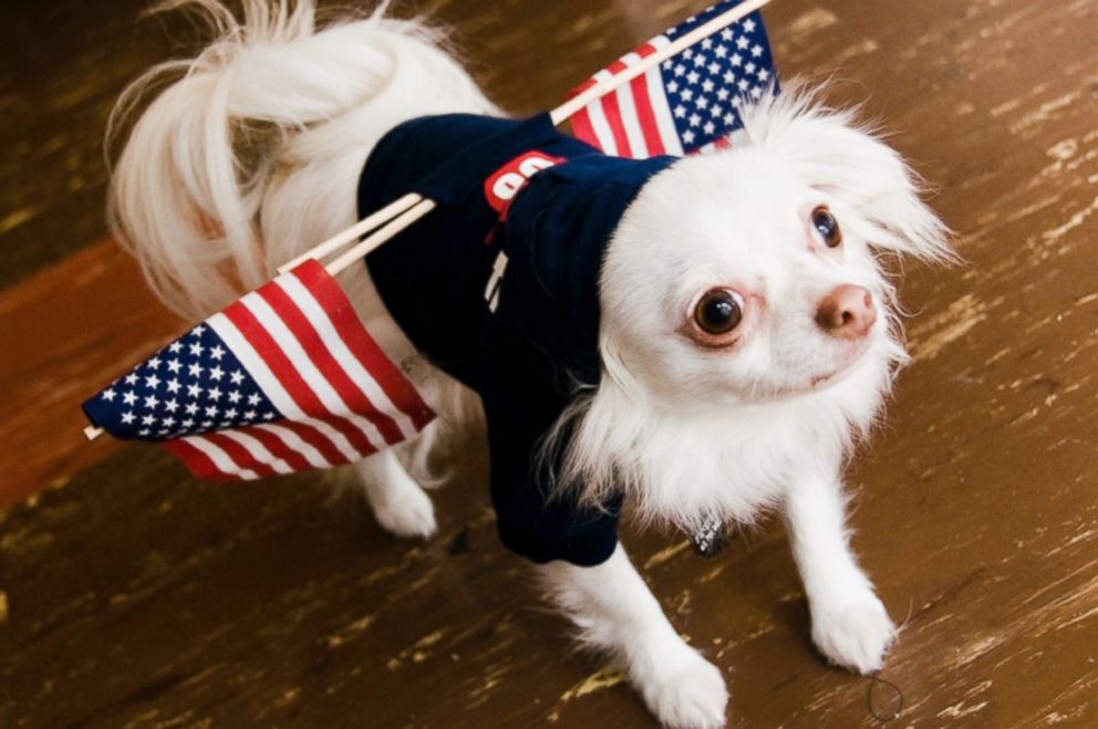 Top 7 Pet Names Inspired By The Founding Fathers Abc News