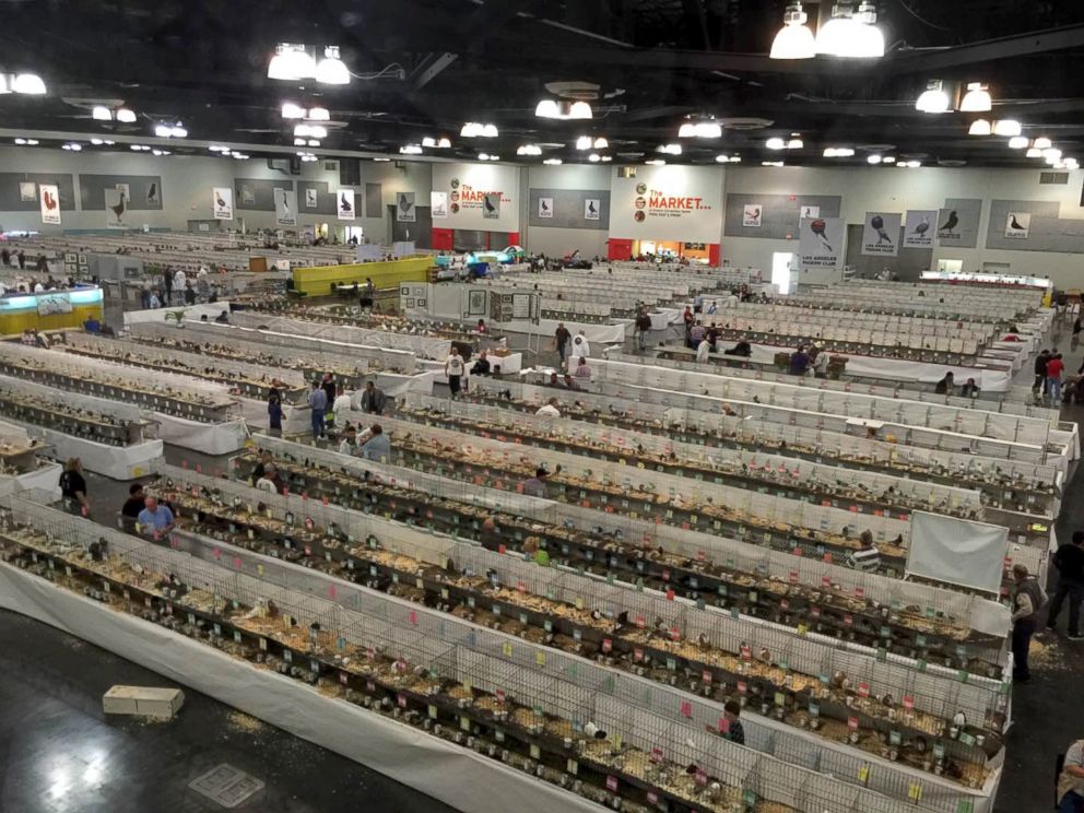 PHOTO: Scene at the National Pigeon Association's 93rd annual Grand National Pigeon Show in Ontario, Calif.