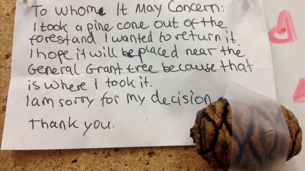 A young visitor returned a Sequoia cone they had taken from the park this week. 