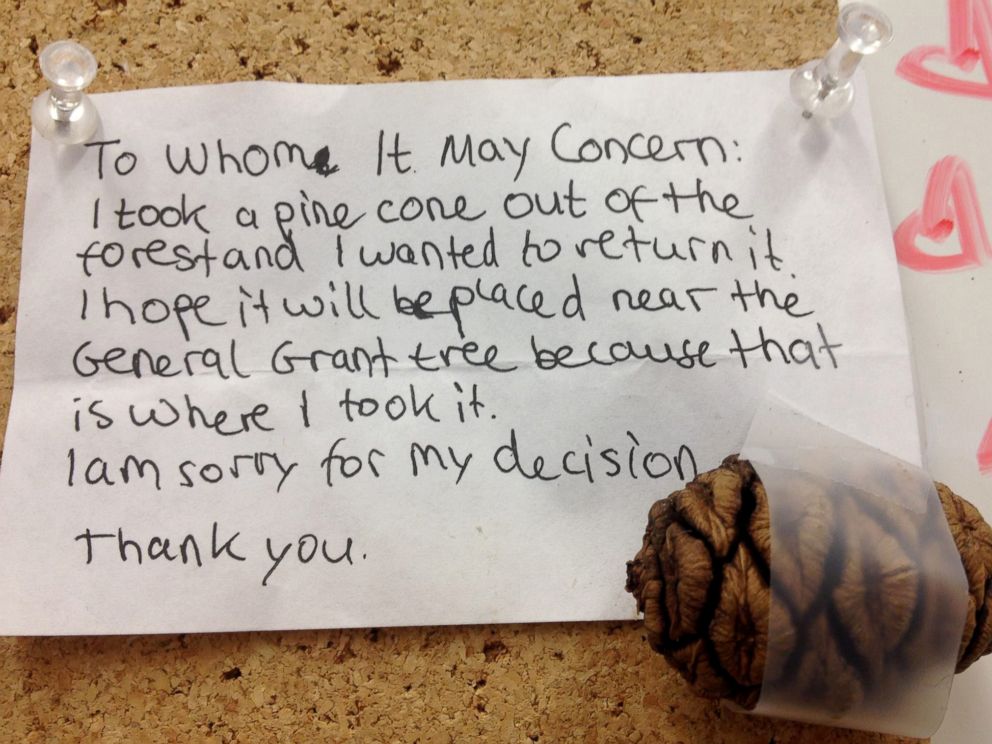 PHOTO: A young visitor returned a Sequoia cone they had taken from the park this week. 