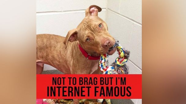 Adorable Video of Homeless Pit Bull Making His Own Bed Inspires Adoption -  ABC News