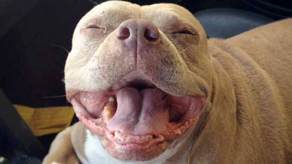 Meet Nana A Rescued Pit Bull Who S Lost Her Ears And Teeth But Still Has A Lot Of Love Abc News