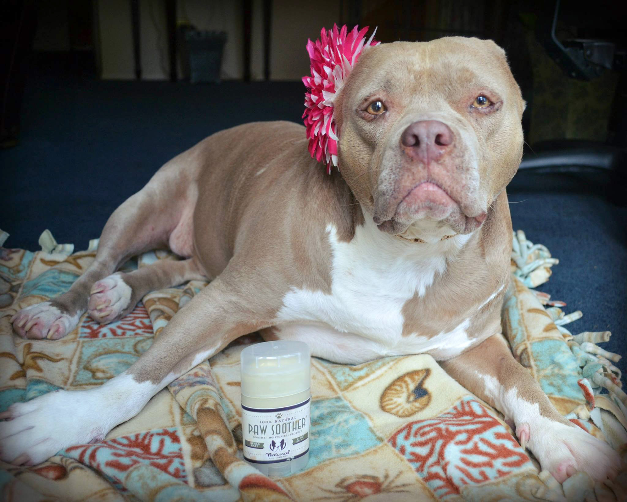 PHOTO: Nana, pictured here, is an earless Pit Bull, who was adopted from a Los Angeles animal shelter by Stephanie Doris, 25, in 2013. 