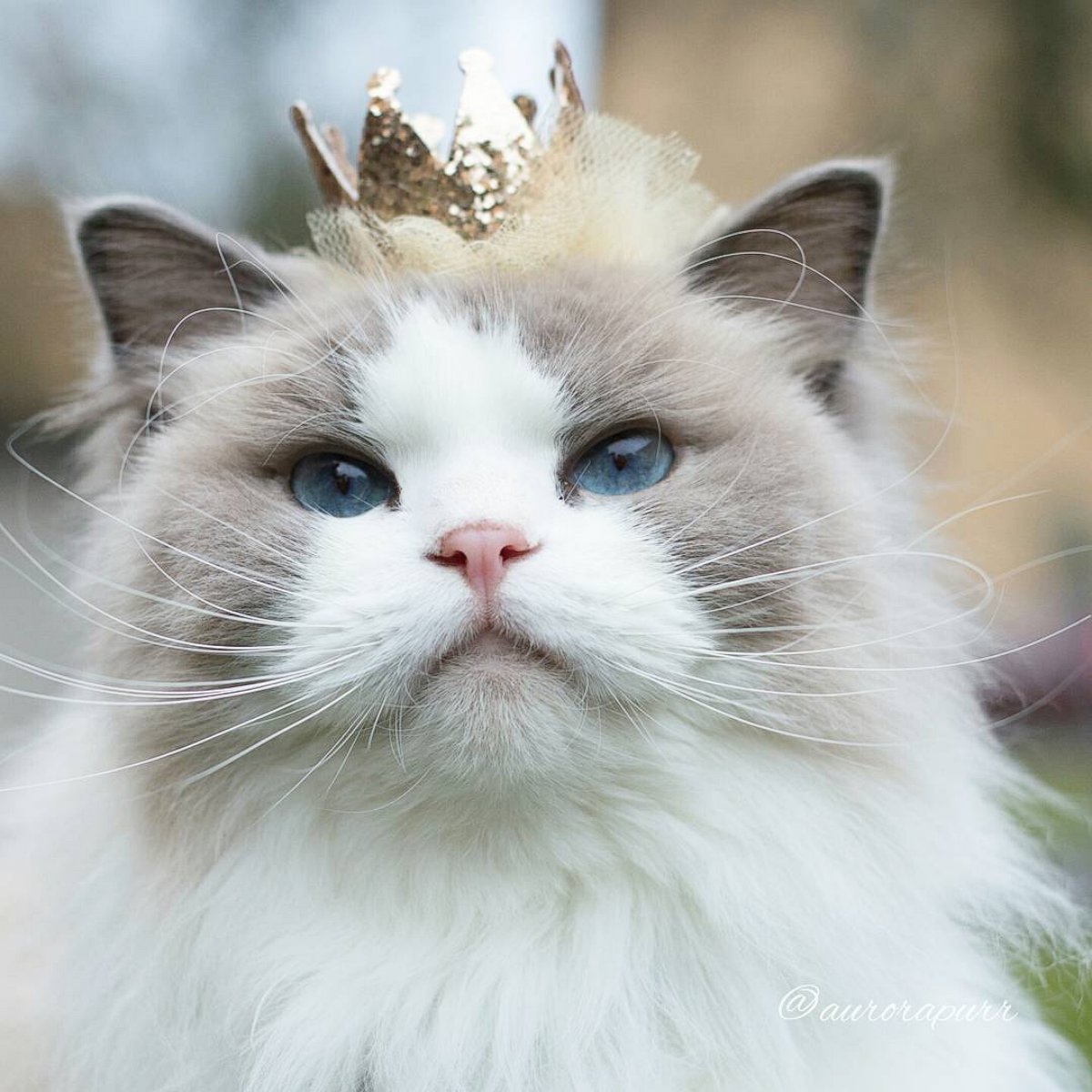 PHOTO: Meet Aurora, the most regal princess kitty in all the land.