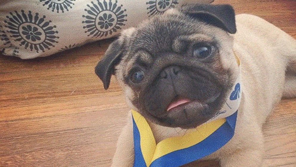 Alice the Pug is running a .262 mile marathon to raise money and support her owner, who is running the Boston Marathon.