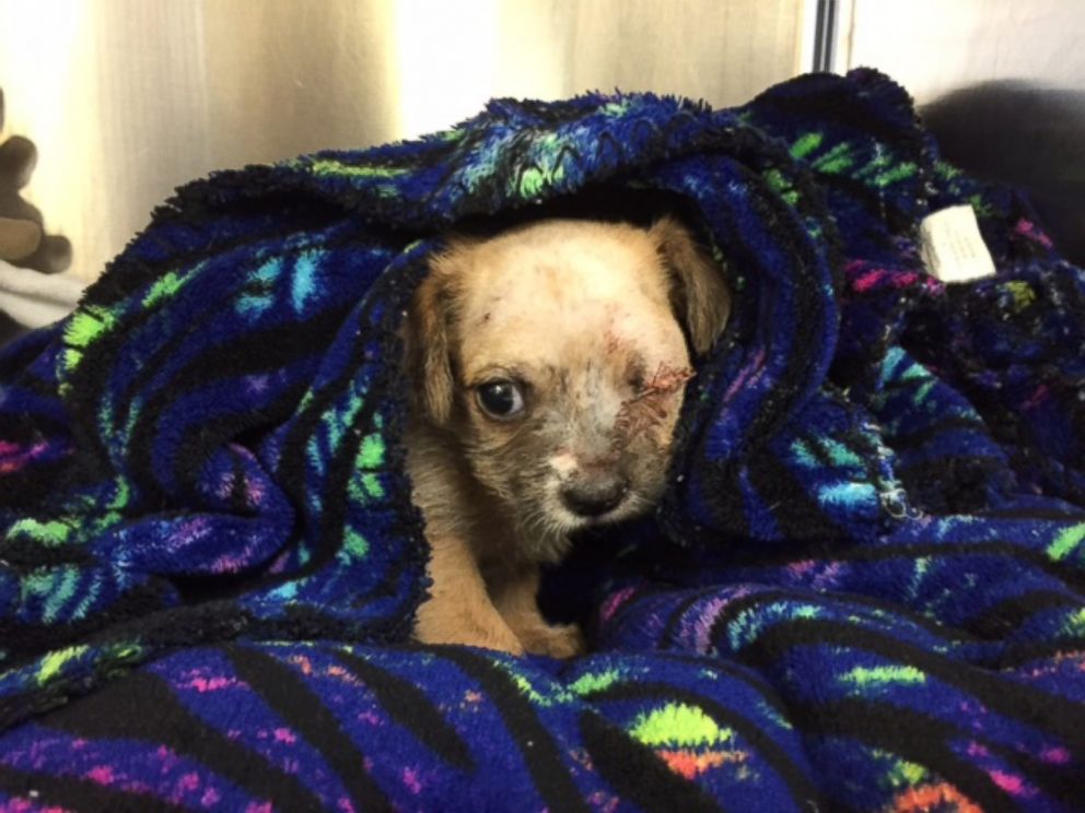 PHOTO: Bear the puppy lost his eye after being attacked by a larger dog.