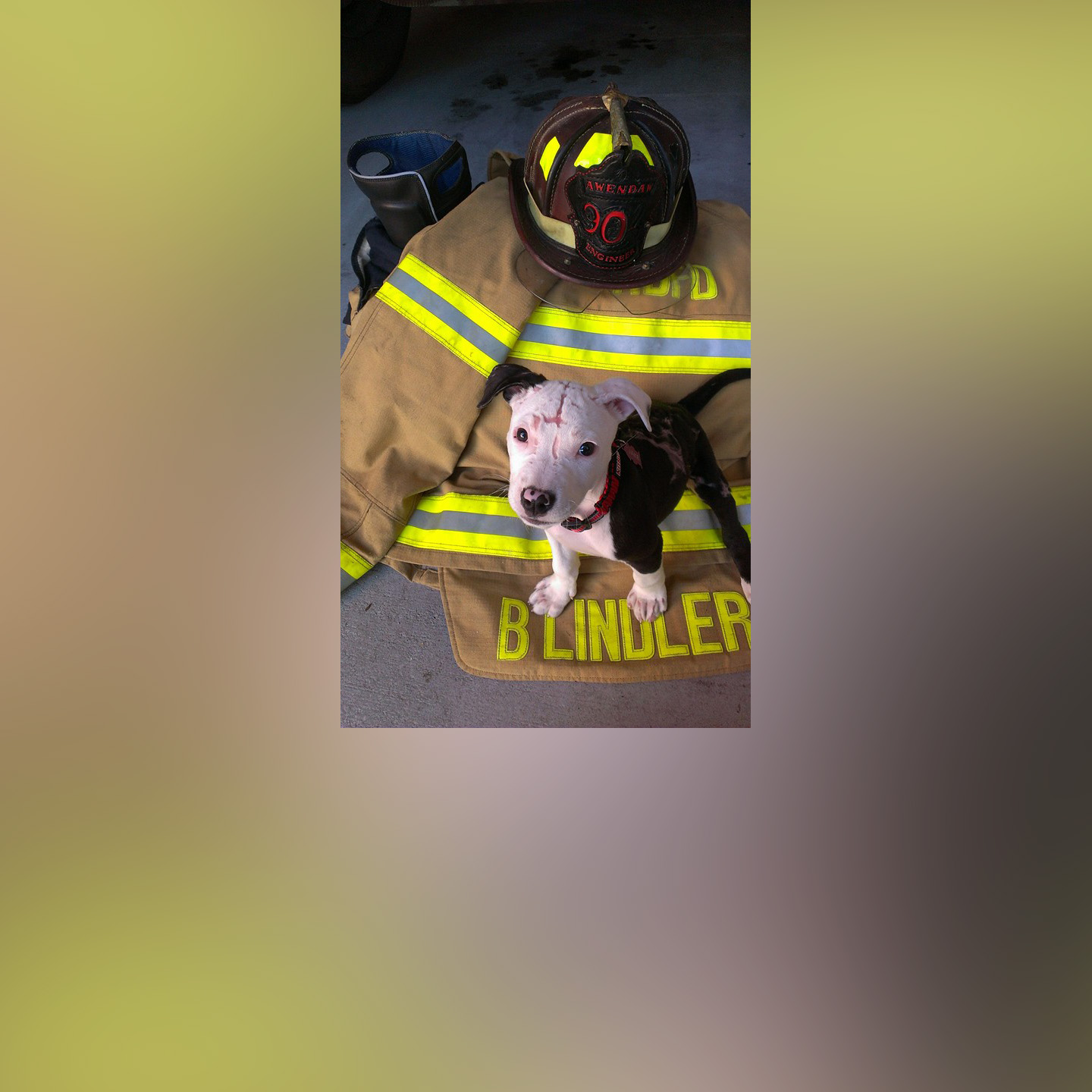 PHOTO: A Pit Bull named Jake, who was badly burned in a house fire as a puppy in April 2015, is now a "firefighter" and mascot at Hanahan Fire Department in South Carolina, according to William Lindler, his owner and the firefighter who saved him. 