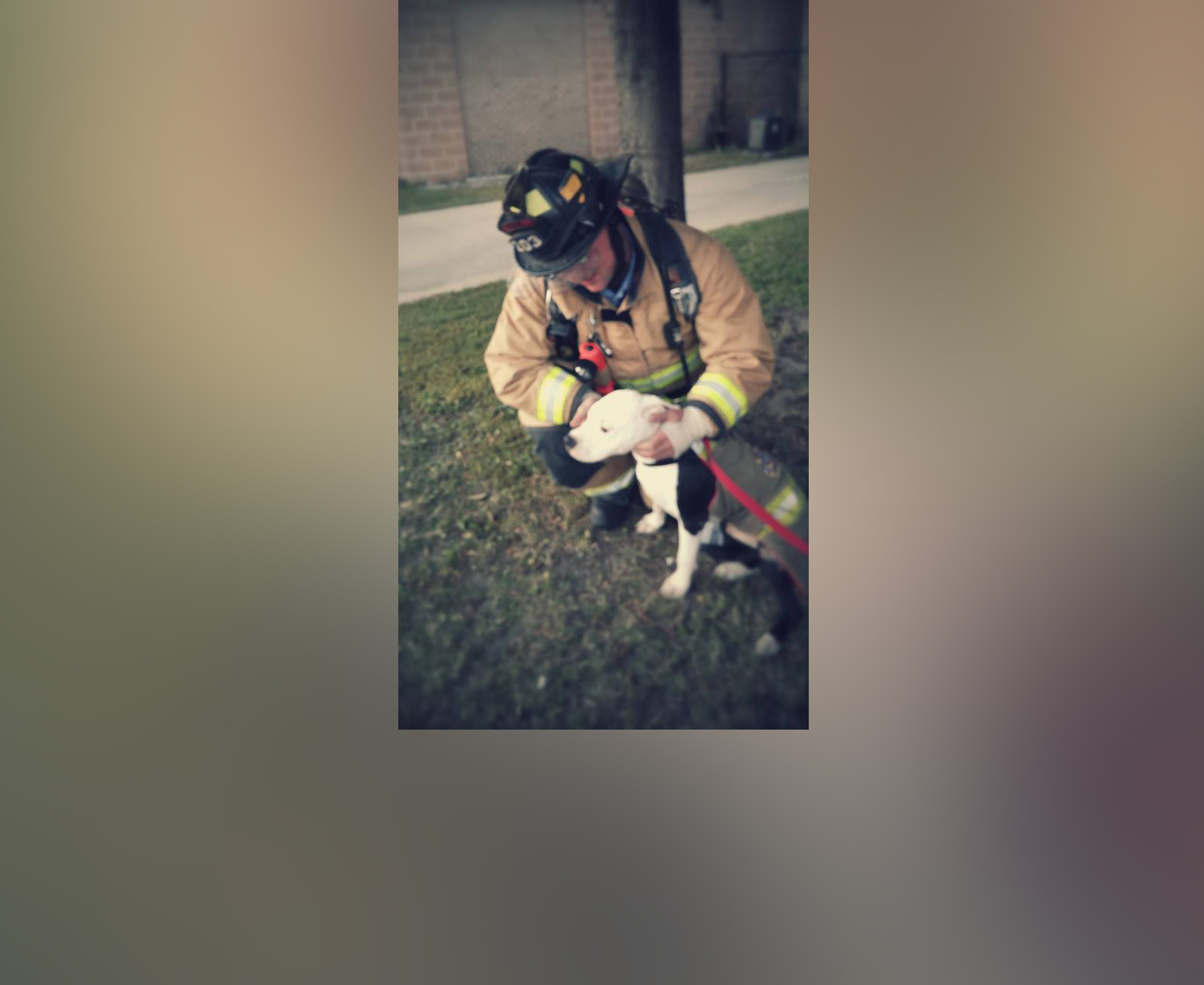 PHOTO: A Pit Bull named Jake, who was badly burned in a house fire as a puppy in April 2015, is now a "firefighter" and mascot at Hanahan Fire Department in South Carolina, according to William Lindler, his owner and the firefighter who saved him. 