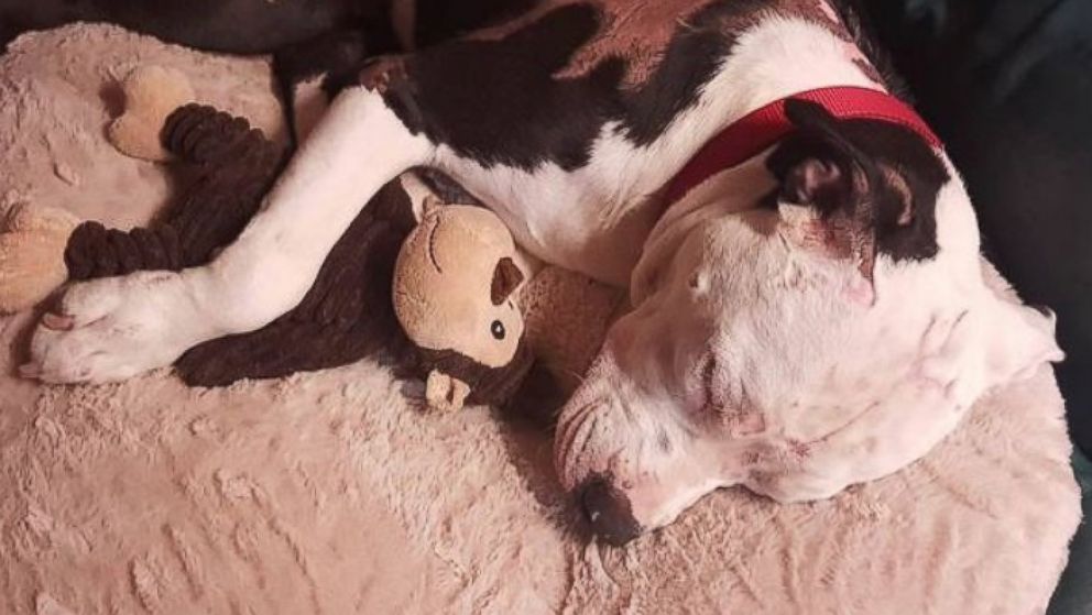 PHOTO: A Pit Bull named Jake, who was badly burned in a house fire as a puppy in April 2015, is now a "firefighter" and mascot at Hanahan Fire Department in South Carolina, according to William Lindler, his owner and the firefighter who saved him. 