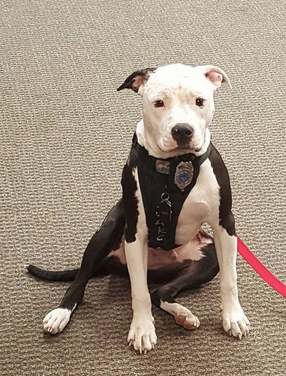 PHOTO: A Pit Bull named Jake, who was badly burned in a house fire as a puppy in April 2015, is now a "firefighter" and mascot at Hanahan Fire Department in South Carolina, according to William Lindler, his owner and the firefighter who saved him. 