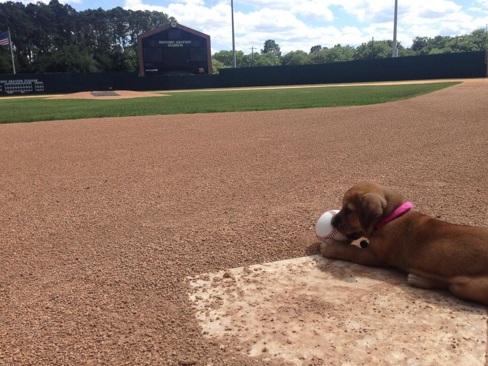 PHOTO: A baseball team in Savannah Georgia, The Savannah Bananas, adopted a puppy named Daisy who was abandoned at the team's stadium. 