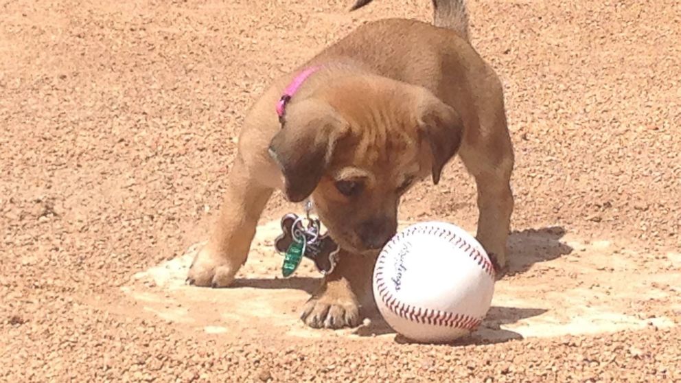 A baseball team in Savannah Georgia, The Savannah Bananas, adopted a puppy named Daisy who was abandoned at the team's stadium. 