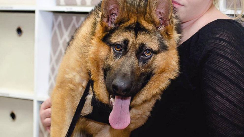 German Shepherd Named Quasimodo Living With Rare Spinal Condition Abc News