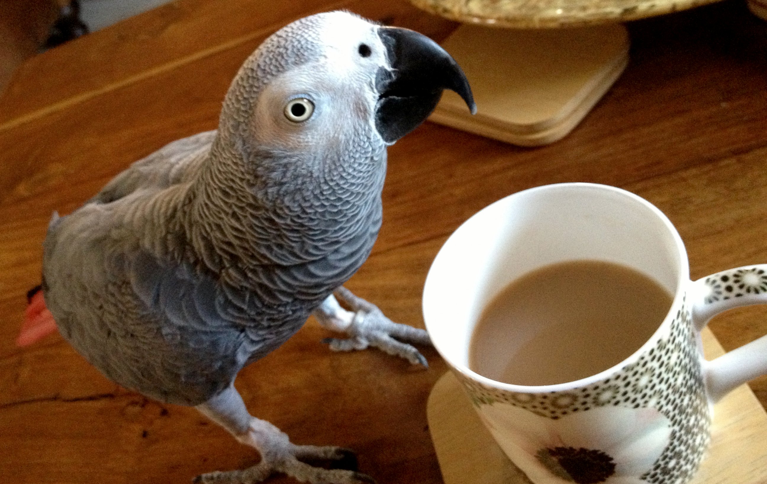 PHOTO: JoeJoe the parrot has been missing for 4 weeks now. 