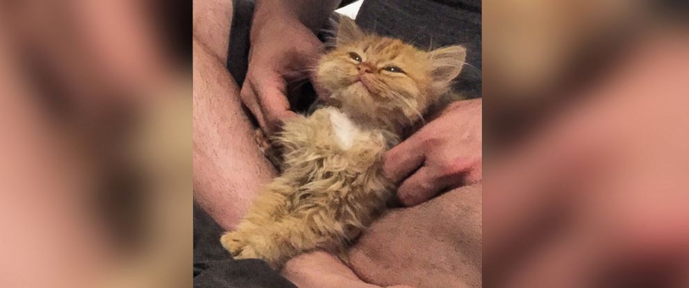 PHOTO: Rey, a 5-month-old kitten from Salt Lake City, Utah, has been dubbed "Smiling Cat" because her upturned eyes and month make her look like she's always smiling. 