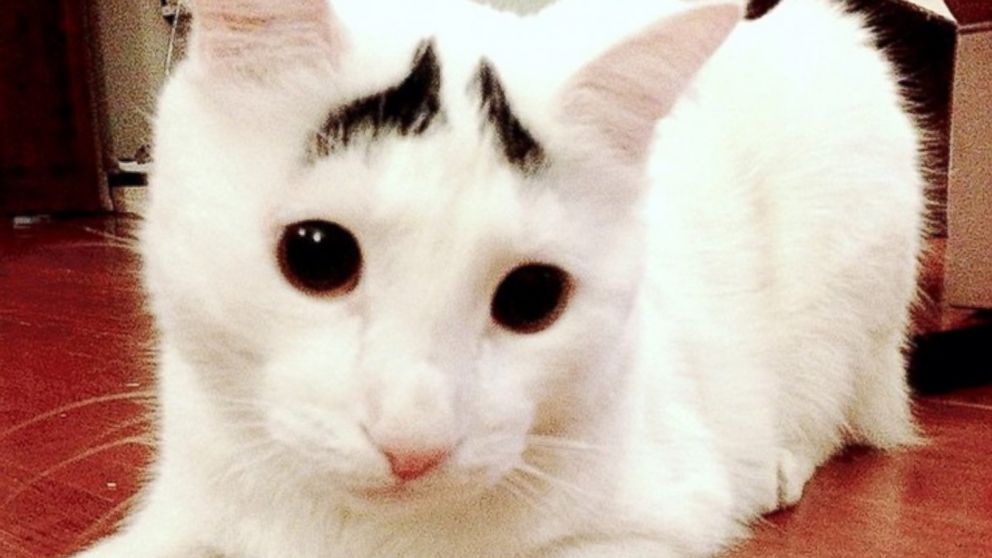 PHOTO: Sam the cat has features that look like eyebrows. 