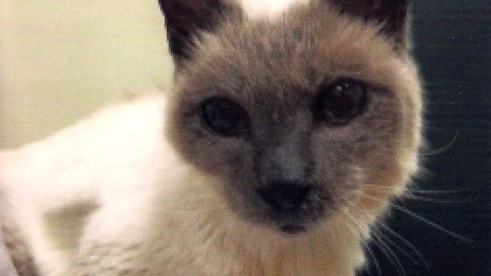 PHOTO: Scooter, a 30-year-old Siamese from Mansfield, Texas, has been named the world's oldest cat buy Guinness Book of World Records.