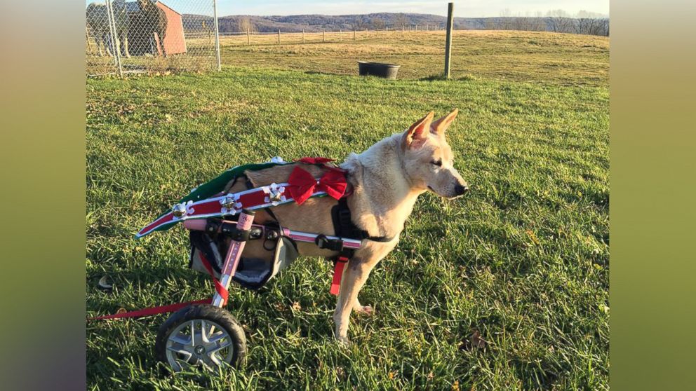 Dog With Cut Off Hind Legs and Broken Spine Gets New Life - ABC News