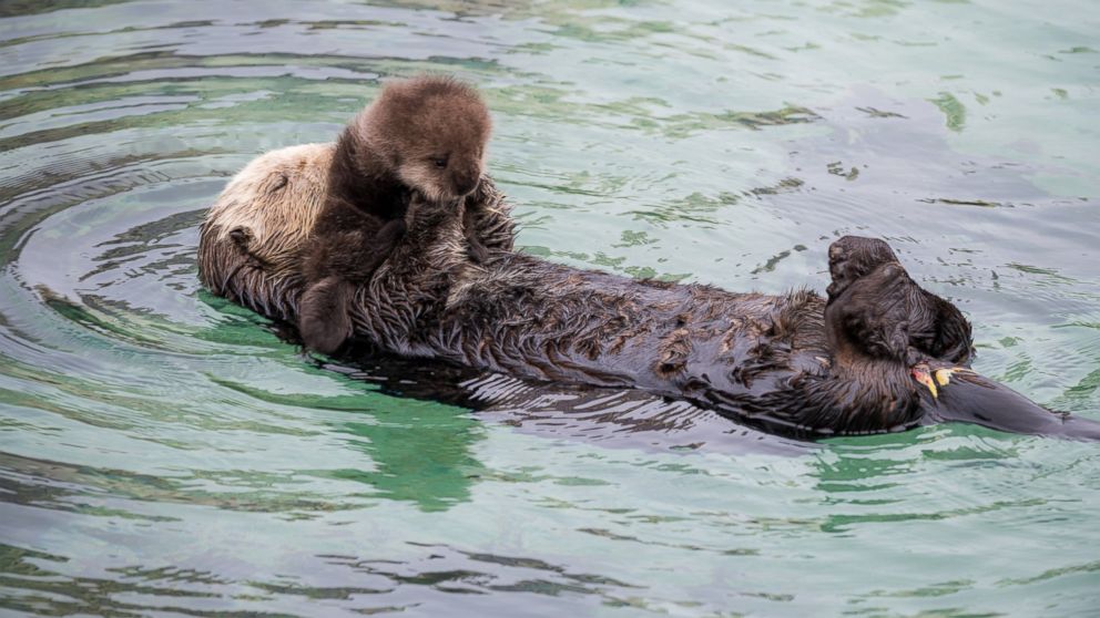 PHOTO:A wild sea otter unexpectedly gave birth to an adorable pup at the Monterey Bay Aquarium in Monterey, Cali., Dec. 20, 2015. 