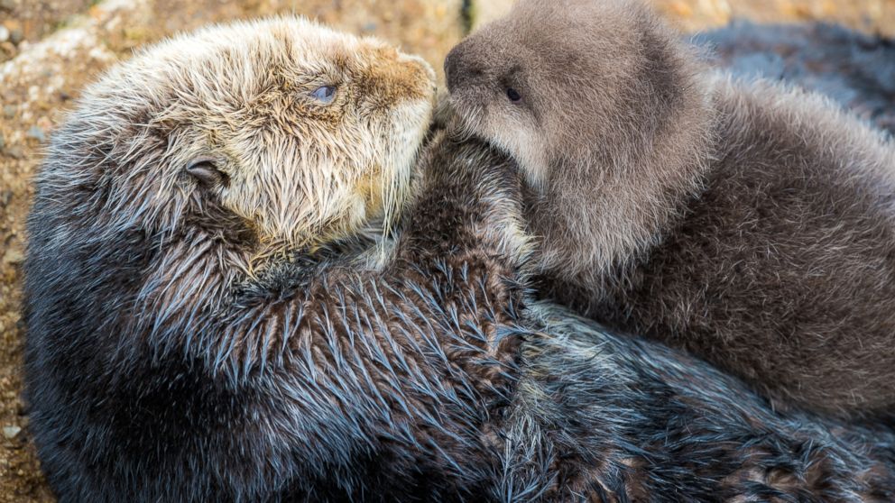 Wild Sea Otter Surprises Monterey Bay Aquarium With Birth of 'Otterly ...