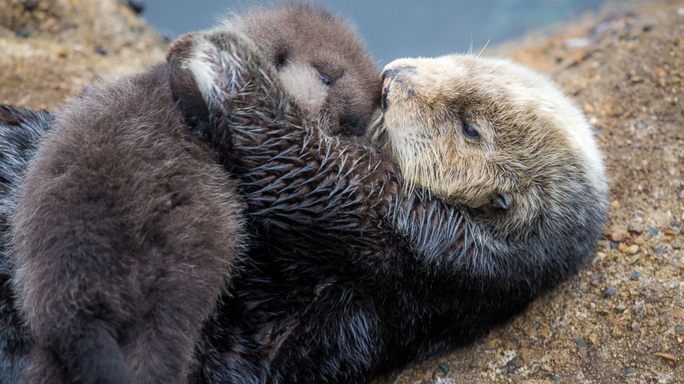 PHOTO:A wild sea otter unexpectedly gave birth to an adorable pup at the Monterey Bay Aquarium in Monterey, Cali., Dec. 20, 2015. 