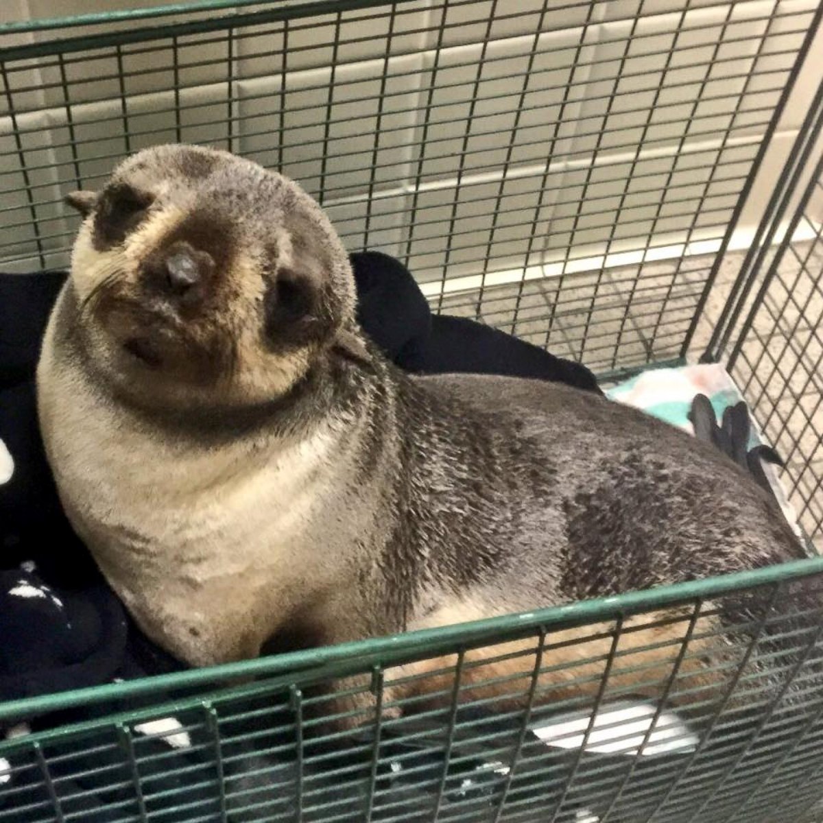 PHOTO: Kumofur, 9-month-old northern fur seal pup, was rescued after being found outside a home in Fremont, California, on March 24, 2016, according to the Fremont Police Department. 