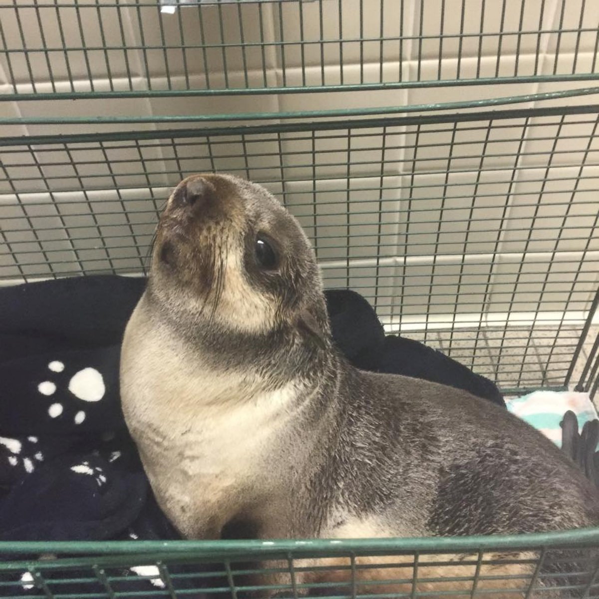 PHOTO: Kumofur, 9-month-old northern fur seal pup, was rescued after being found outside a home in Fremont, California, on March 24, 2016, according to the Fremont Police Department. 