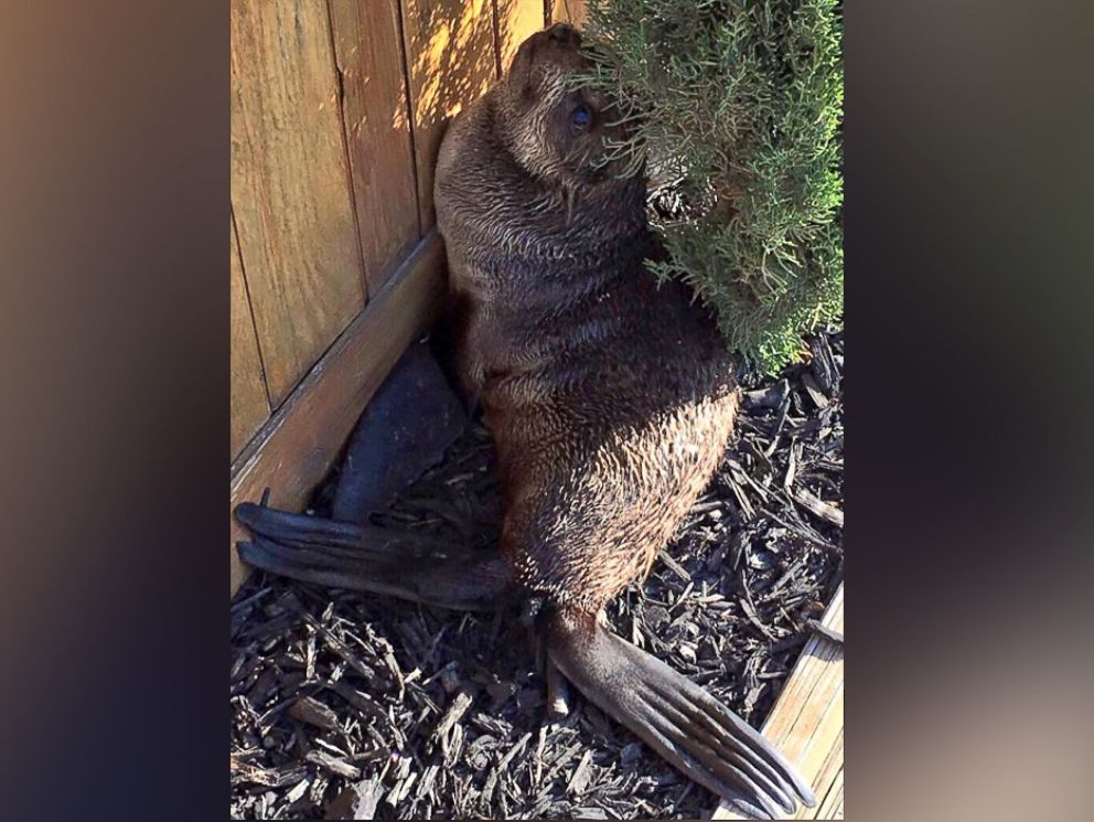 PHOTO: Kumofur, 9-month-old northern fur seal pup, was rescued after being found outside a home in Fremont, California, on March 24, 2016, according to the Fremont Police Department. 