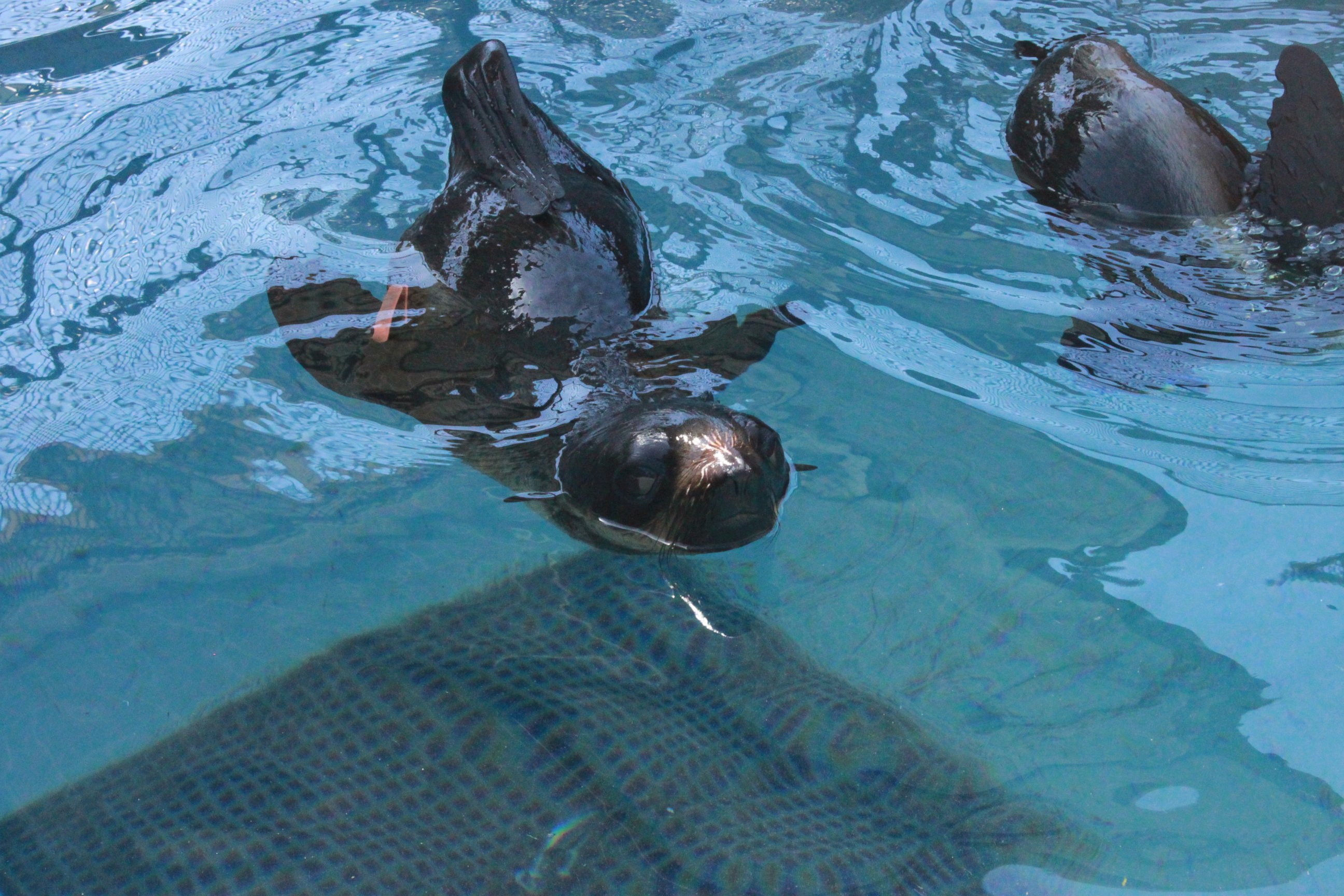 PHOTO: The Marine Mammal Center received reports this morning of a suspected marine mammal in Fremont. Due to the animal's proximity to the road, it was initially rescued by Tri-City Animal Shelter with the assistance of the Fremont Police.