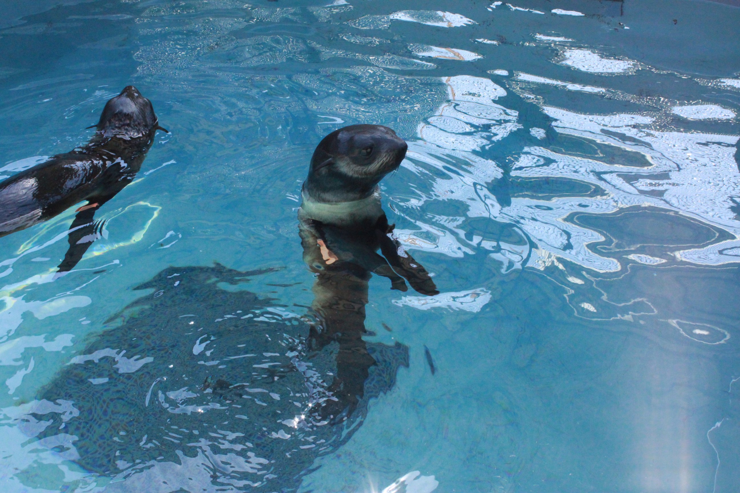 PHOTO: Kumofur settles back into a pen at The Marine Mammal Center (center) with other northern fur seal pups in rehabilitation. 