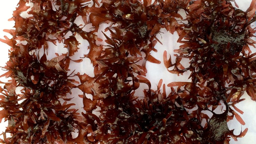 PHOTO: Researchers at Oregon State University are preparing to market a seaweed variety called dulse, which when fried, tastes like bacon.