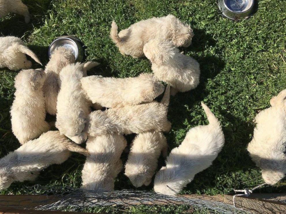 PHOTO: A 3-year-old Maremma Sheepdog named Stella from Napa, California, gave birth to a huge litter of 17 puppies on Jan. 29 2016. 