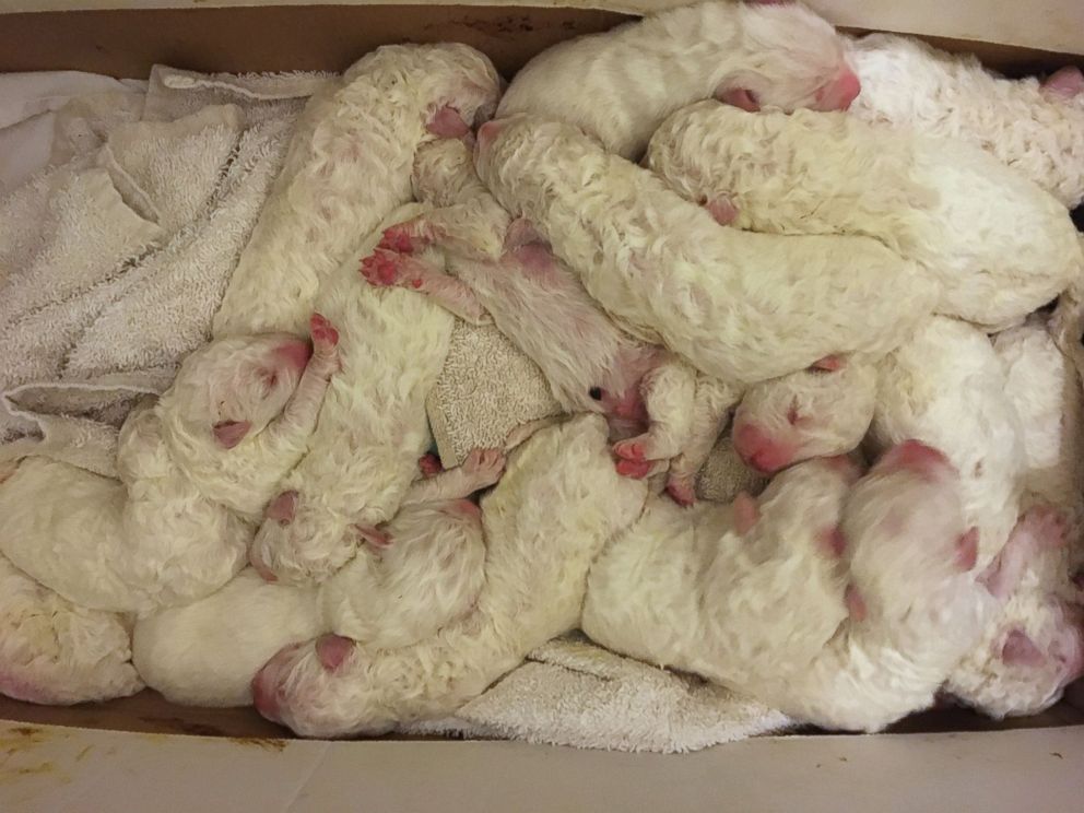 PHOTO: A 3-year-old Maremma Sheepdog named Stella from Napa, California, gave birth to a huge litter of 17 puppies on Jan. 29 2016. 