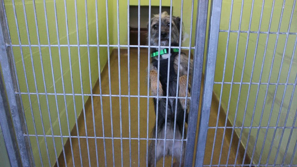 Dog store cage dance