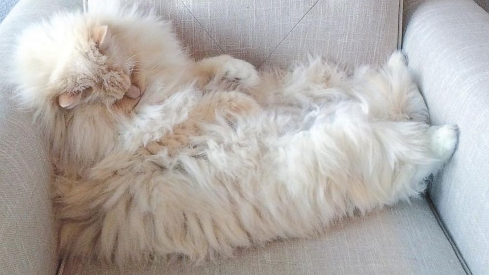 II. Understanding Ragdoll Cat Fur