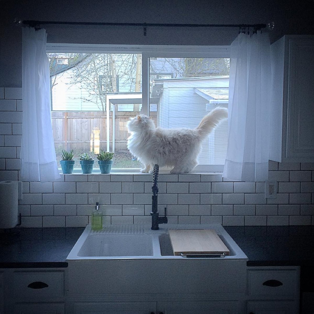 PHOTO:Sky the cat's Instagram account has more than 44,000 followers.