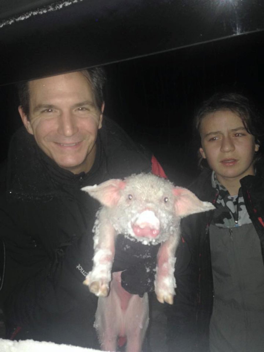 Family Rescues Snow-Covered Baby Pig From Blizzard - ABC News